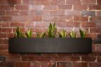 office brick wall with attached planter and mother in law tongue plant
