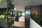 New commercial interior design for LPLC. Light coloured floorboards, Glass squares wall framed by black, modern down lights, double grey square planter box with plants and circular planter at reception.